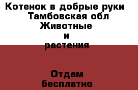 Котенок в добрые руки  - Тамбовская обл. Животные и растения » Отдам бесплатно   